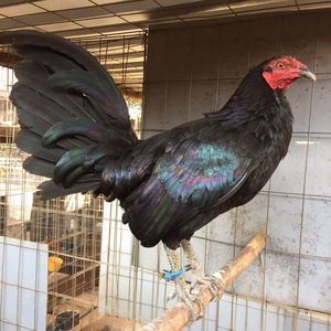 Meet your Posher, Alfonso